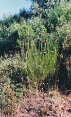 Santolina semidentata