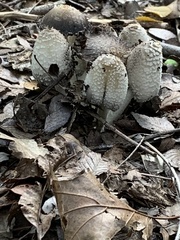 Coprinopsis variegata
