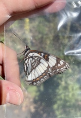 Limenitis weidemeyerii