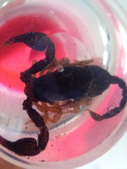 Euscorpius niciensis