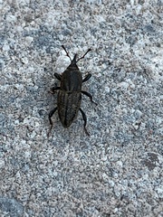 Sphenophorus parvulus