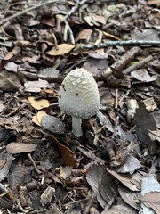 Coprinopsis variegata