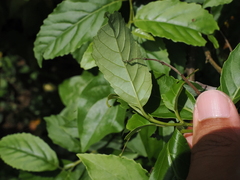 Maesa perlaria formosana