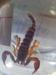 Euscorpius flavicaudis