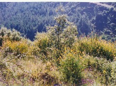 Adenocarpus complicatus