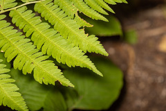 Dryopteris goldieana