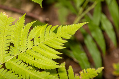Dryopteris goldieana