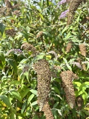 Buddleja davidii