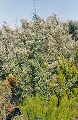 Cytisus scoparius