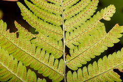 Dryopteris goldieana