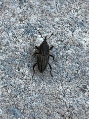Sphenophorus parvulus
