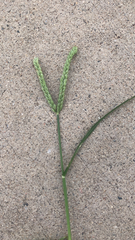 Eleusine indica