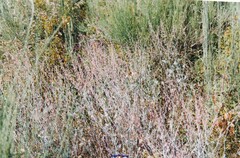 Rumex induratus
