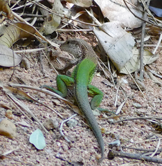 Ameiva ameiva