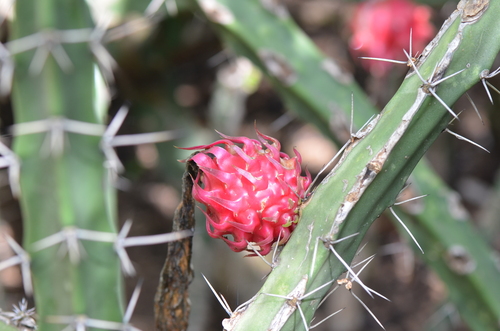 Harrisia bonplandii
