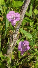 Agalinis heterophylla