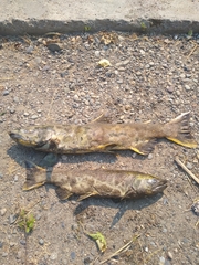 Oncorhynchus tshawytscha