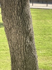 Sceloporus olivaceus