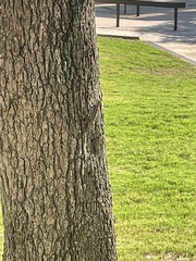 Sceloporus olivaceus