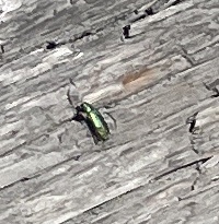 Buprestidae