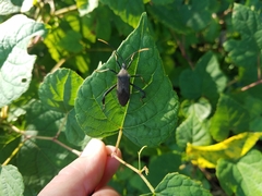 Acanthocephala terminalis