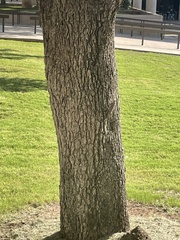 Sceloporus olivaceus