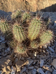 Echinocereus engelmannii engelmannii