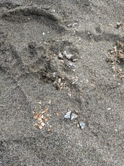 Pollicipes polymerus