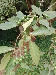 Solanum