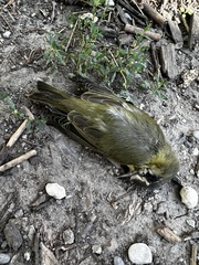 Leiothlypis ruficapilla