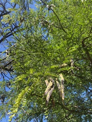 Gleditsia triacanthos