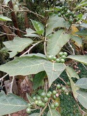Solanum