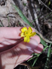 Ranunculus lingua