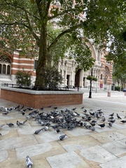 Columba livia domestica