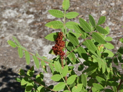 Rhus coriaria