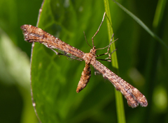 Pterophoridae