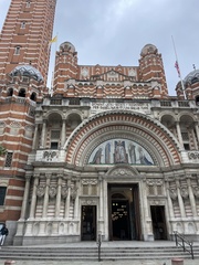 Columba livia domestica