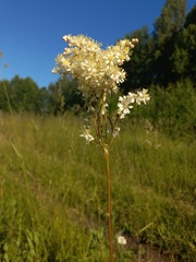 Filipendula vulgaris