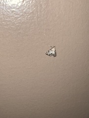 Petrophila jaliscalis