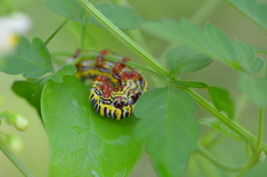 Didugua argentilinea