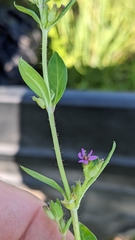 Cuphea carthagenensis