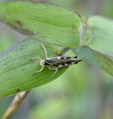 Melanoplus
