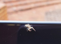 Hentzia mitrata