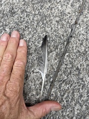 Columba livia domestica