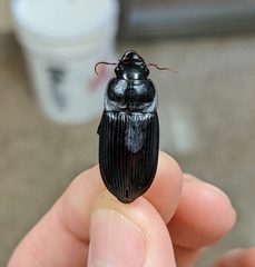 Harpalus caliginosus