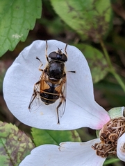 Eristalis horticola