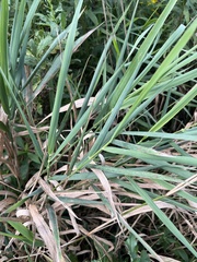 Phalaris arundinacea