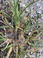 Neoscapteriscus abbreviatus