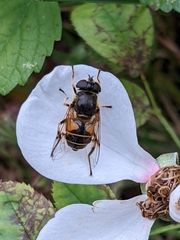 Eristalis horticola