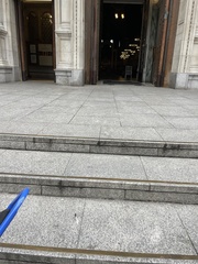 Columba livia domestica